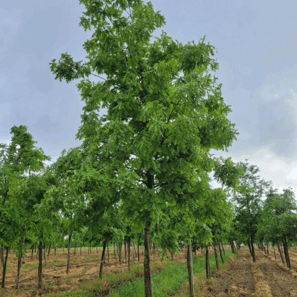 QUERCUS frainetto – Image 2