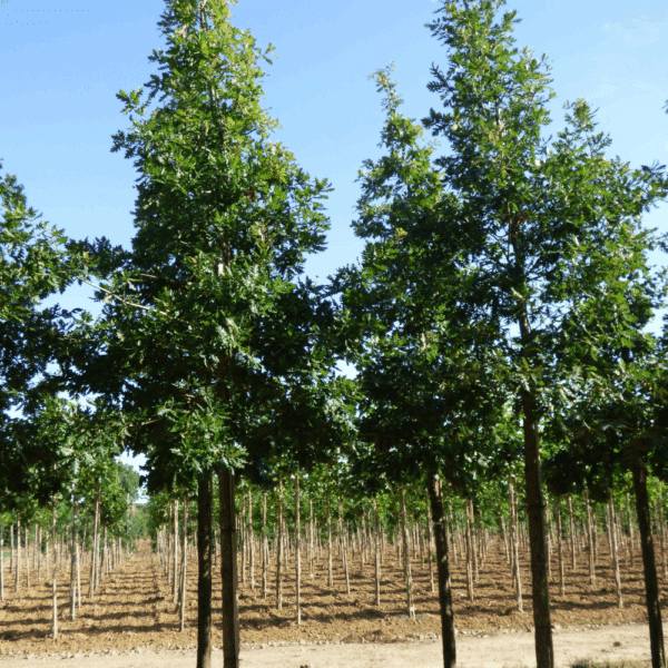 QUERCUS frainetto – Image 7