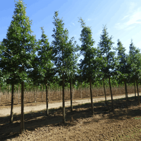 QUERCUS frainetto – Image 3