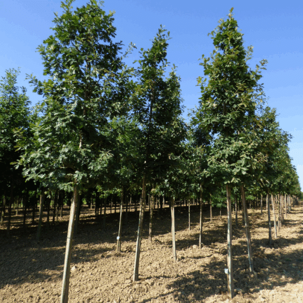 QUERCUS frainetto – Image 5