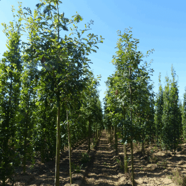 QUERCUS frainetto – Image 6
