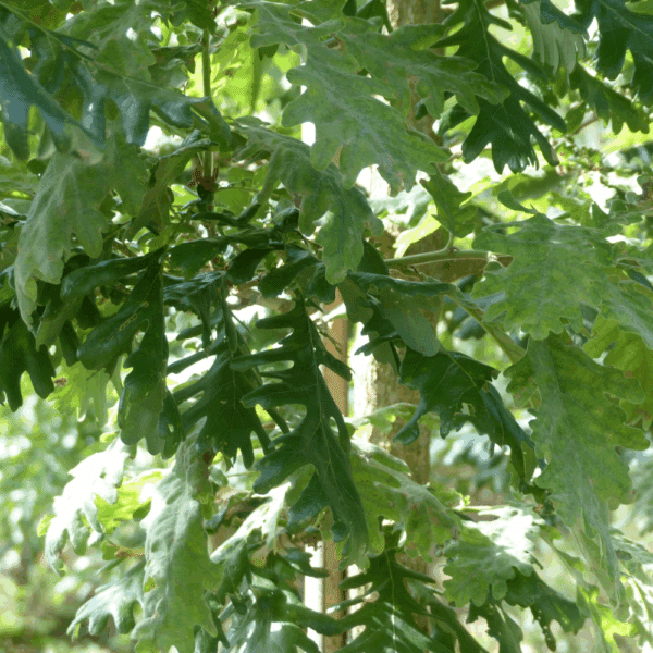 QUERCUS frainetto 'Trump' – Image 2