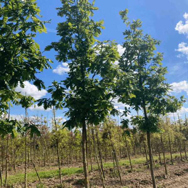 QUERCUS frainetto 'Trump' – Image 3