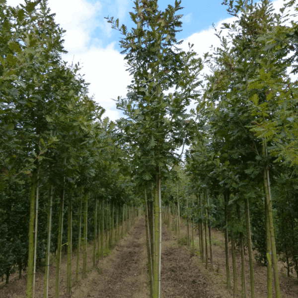 QUERCUS frainetto 'Trump' – Image 4