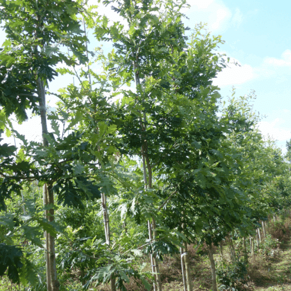 QUERCUS frainetto 'Trump' – Image 5