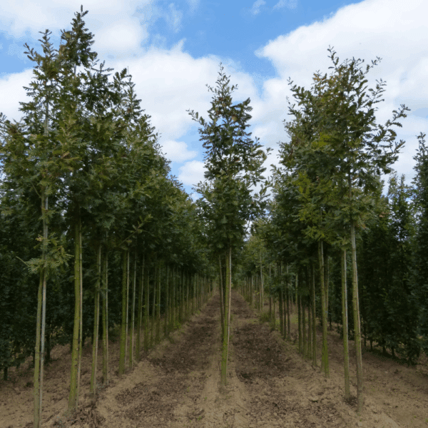 QUERCUS frainetto 'Trump' – Image 7