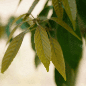 QUERCUS glauca