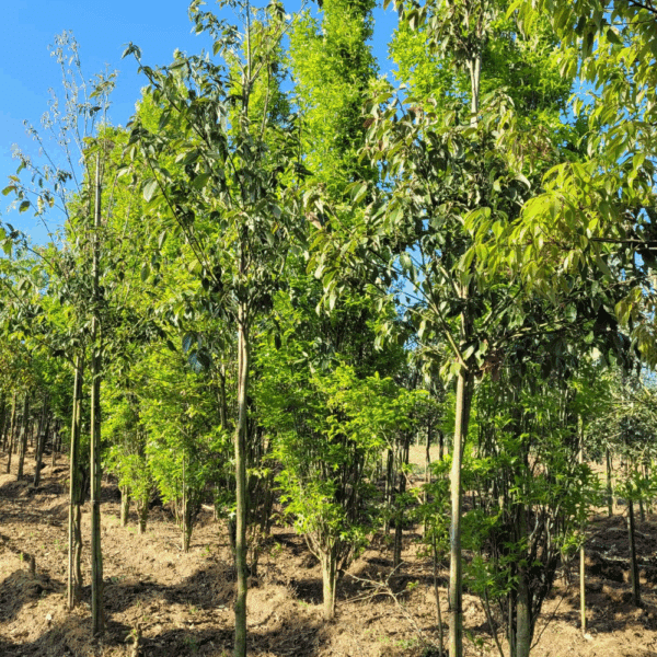 QUERCUS glauca – Image 3