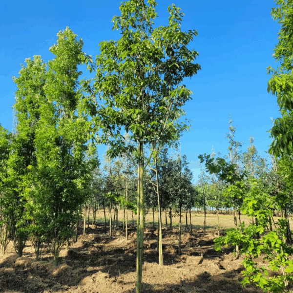 QUERCUS glauca – Image 2