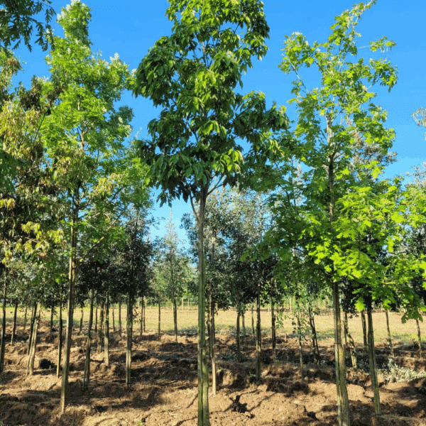 QUERCUS glauca – Image 5
