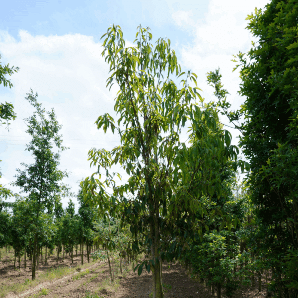 QUERCUS glauca – Image 4