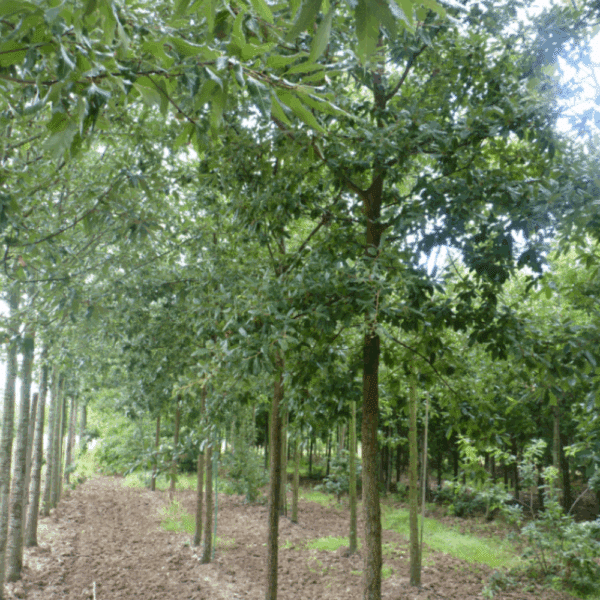 QUERCUS x hispanica 'Ambrozyana' – Image 3