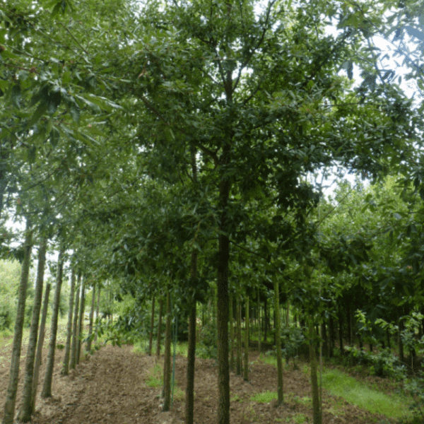 QUERCUS x hispanica 'Ambrozyana' – Image 2