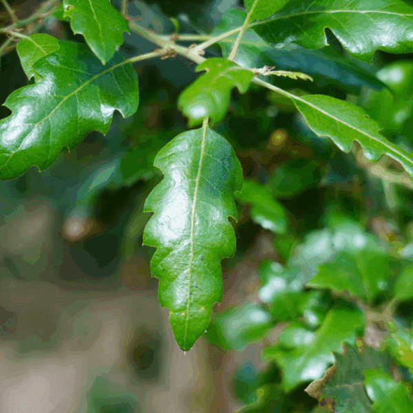 QUERCUS x hispanica 'Fulhamensis' – Image 4
