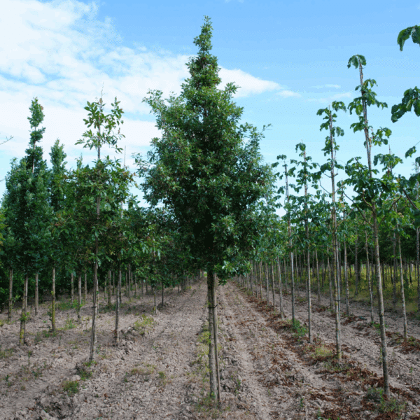 QUERCUS x hispanica 'Fulhamensis' – Image 2