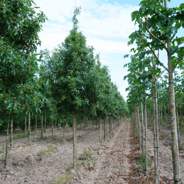 QUERCUS x hispanica 'Fulhamensis' – Image 6