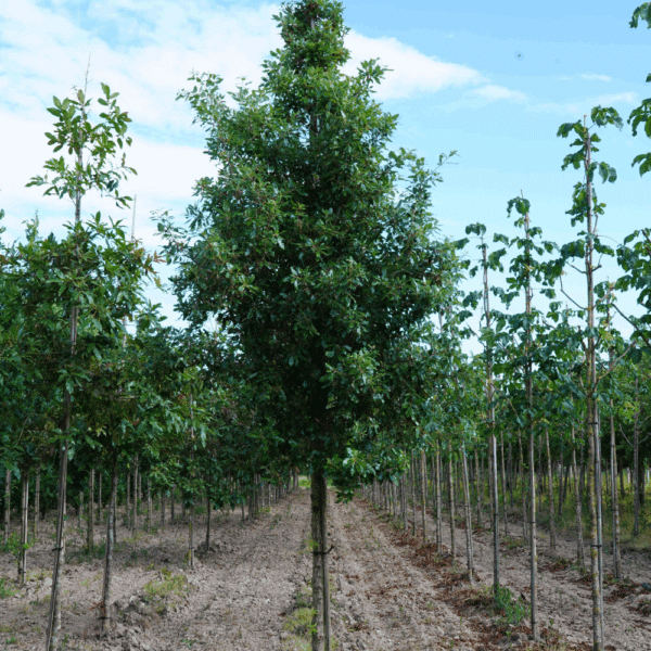 QUERCUS x hispanica 'Fulhamensis' – Image 5