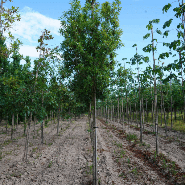 QUERCUS x hispanica 'Fulhamensis' – Image 3
