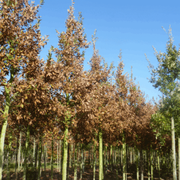 QUERCUS x hispanica 'Wageningen' – Image 3