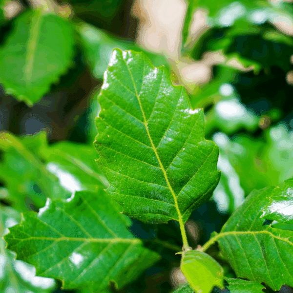 QUERCUS x hispanica 'Wageningen' – Image 2