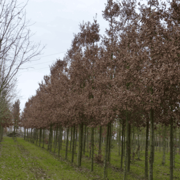 QUERCUS x hispanica 'Wageningen' – Image 5