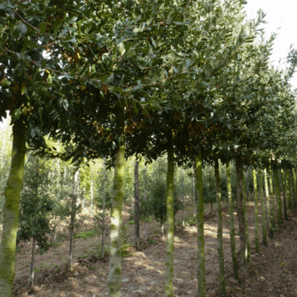 QUERCUS x hispanica 'Wageningen' – Image 4