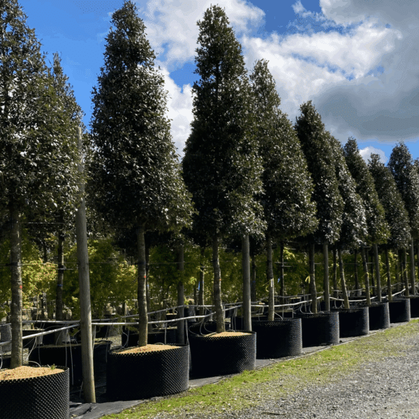QUERCUS ilex – Image 5