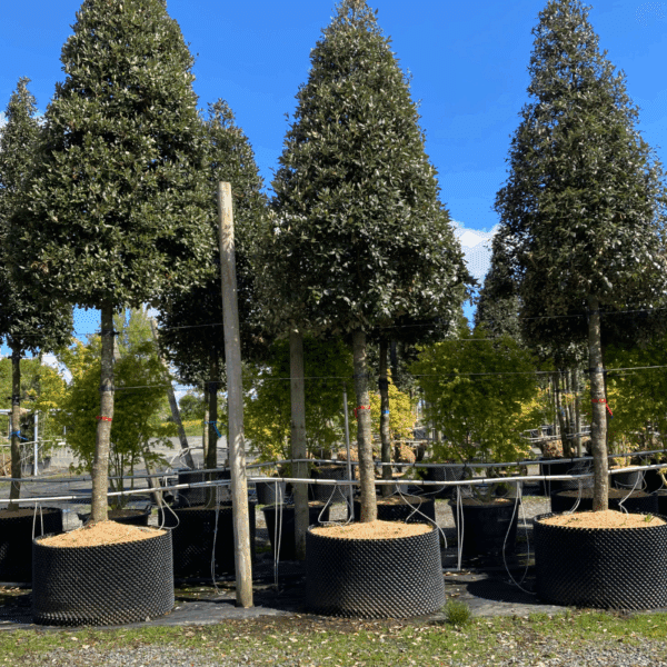 QUERCUS ilex – Image 4