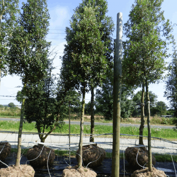 QUERCUS ilex – Image 3