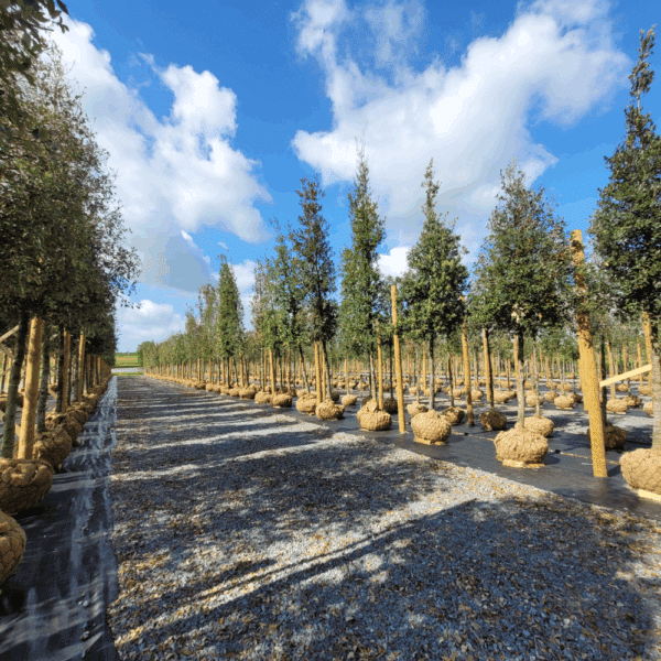 QUERCUS ilex – Image 7