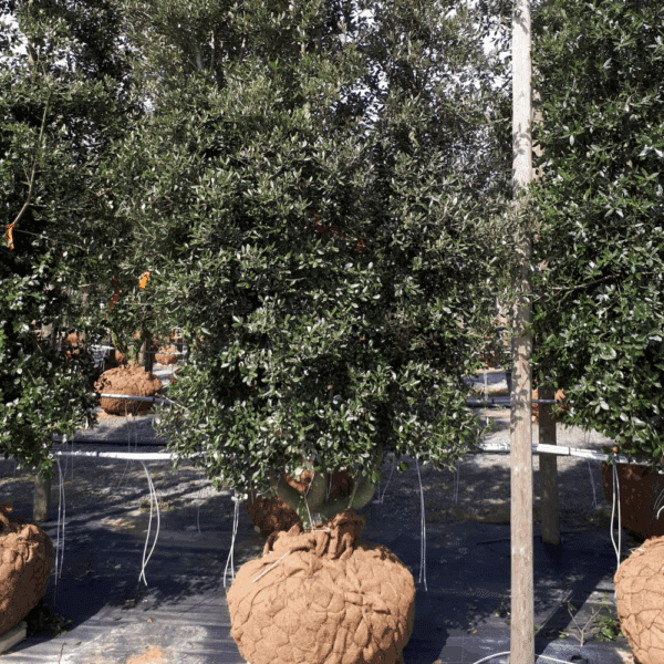 QUERCUS ilex – Image 6