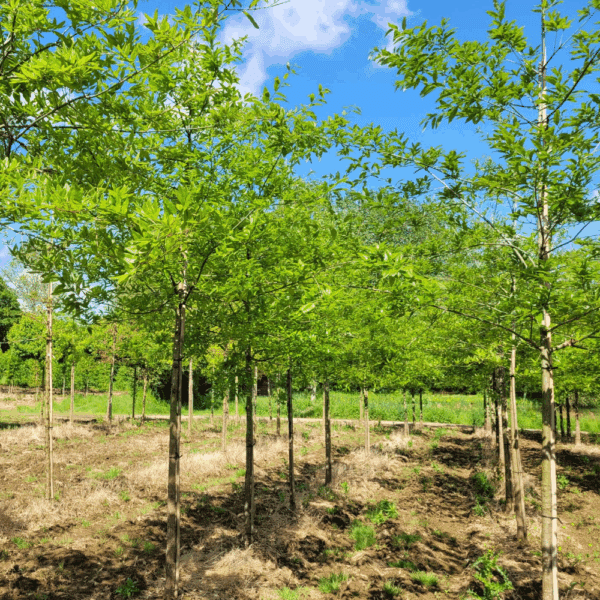 QUERCUS imbricaria – Image 3