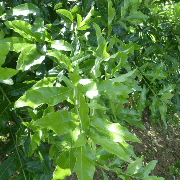 QUERCUS imbricaria – Image 2