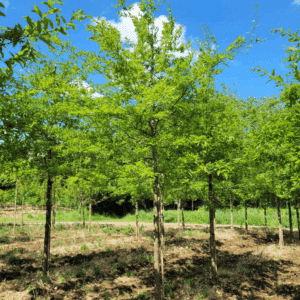 QUERCUS imbricaria