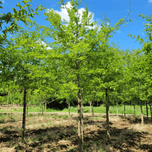 QUERCUS imbricaria