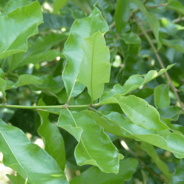QUERCUS imbricaria – Image 4