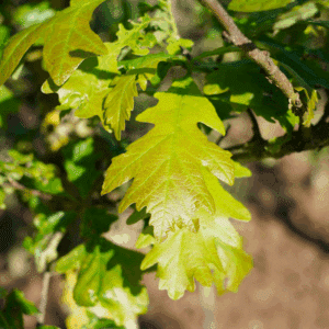 QUERCUS macrocarpa