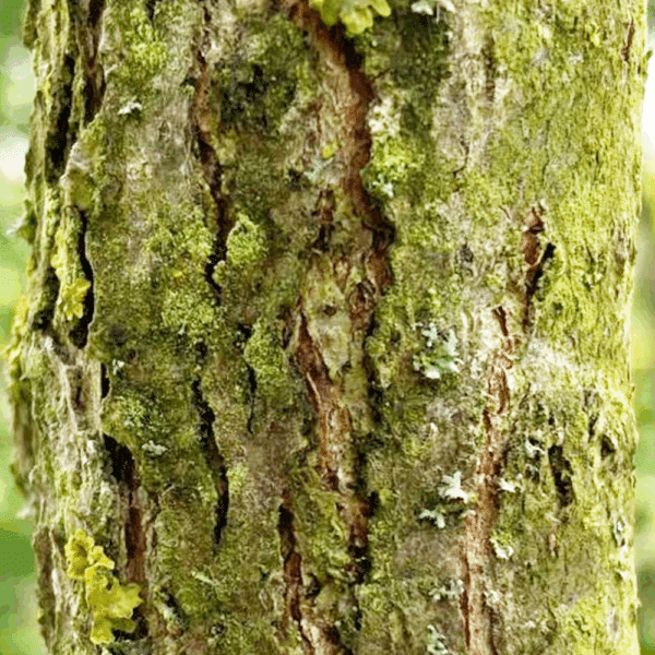 QUERCUS macrocarpa – Image 3