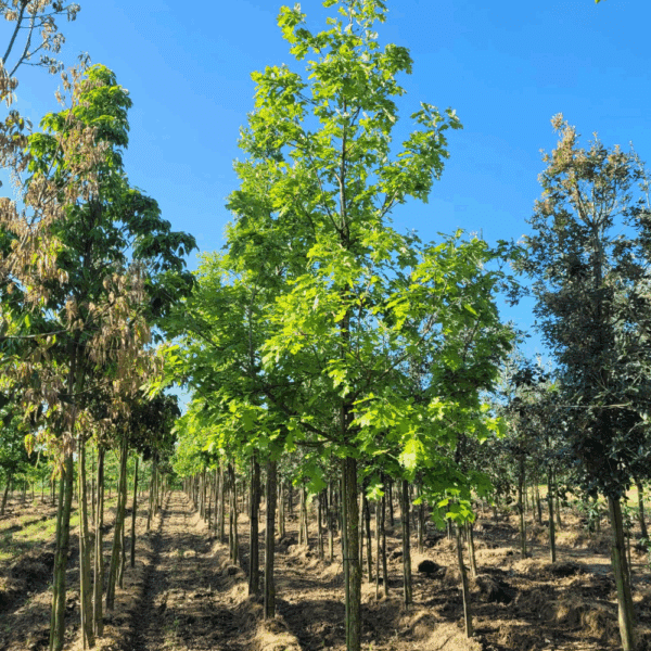 QUERCUS macrocarpa – Image 2