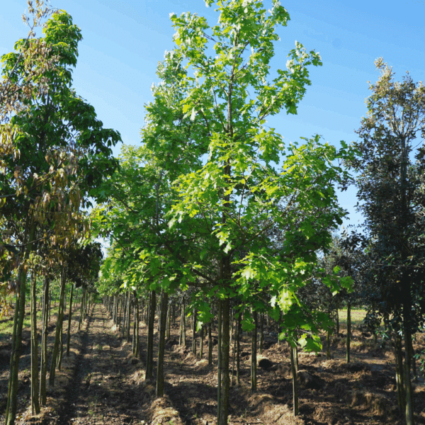 QUERCUS macrocarpa – Image 4