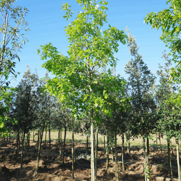 QUERCUS macrocarpa – Image 5