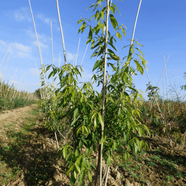 QUERCUS myrsinifolia – Image 3