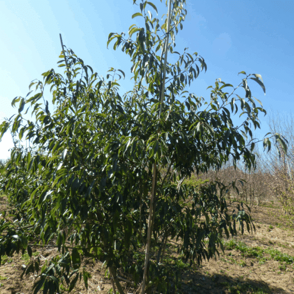 QUERCUS myrsinifolia – Image 5