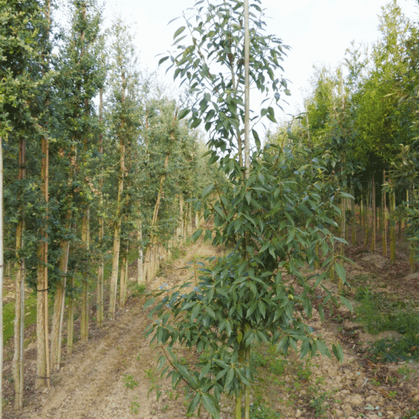 QUERCUS myrsinifolia – Image 4