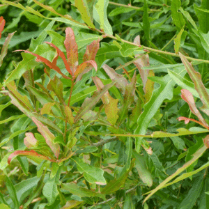 QUERCUS nigra
