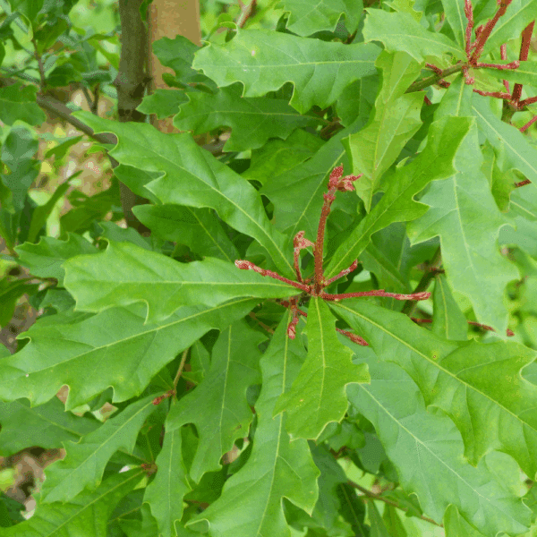 QUERCUS nigra – Image 3