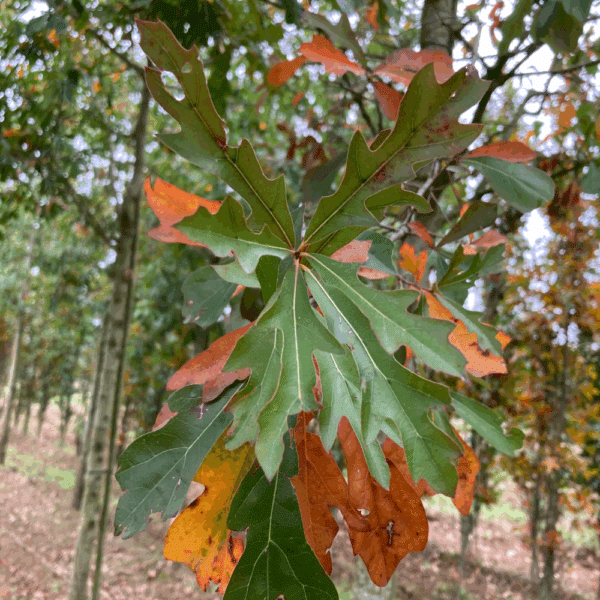 QUERCUS nigra – Image 5