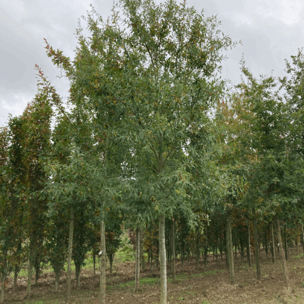 QUERCUS nigra – Image 2