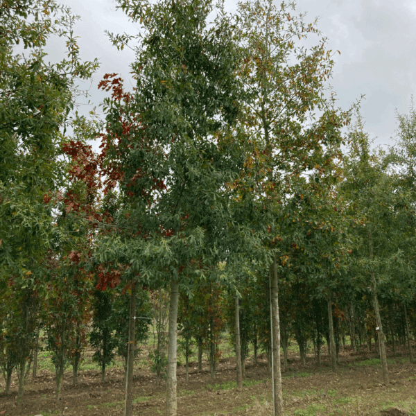 QUERCUS nigra – Image 4