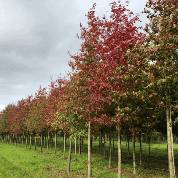 QUERCUS palustris – Image 8